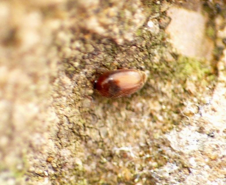 Piccolo e sfocato